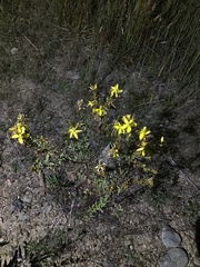 Hypericum perforatum