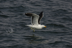 Larus dominicanus