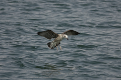 Larus dominicanus