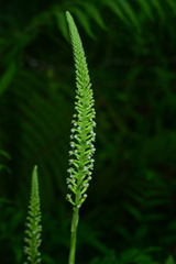 Goodyera procera
