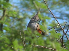 Rhinocrypta lanceolata