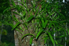 Liparis condylobulbon