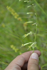 Silene chlorantha