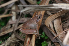 Rana longicrus