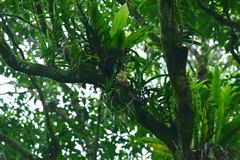 Trichoglottis luchuensis