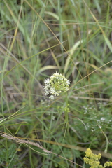 Allium flavescens