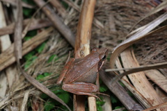 Rana longicrus