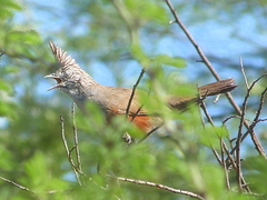 Rhinocrypta lanceolata