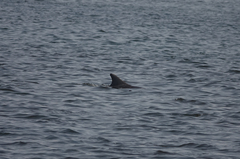 Delphininae