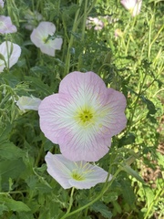Oenothera speciosa