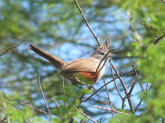 Rhinocrypta lanceolata