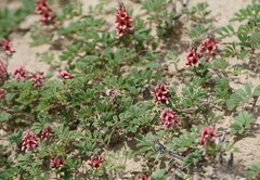 Indigofera alternans