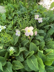 Oenothera speciosa