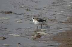 Calidris alba