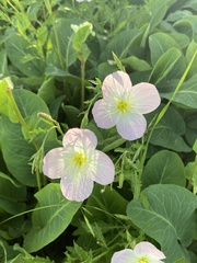 Oenothera speciosa