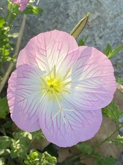Oenothera speciosa