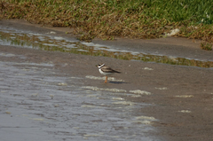 Charadrius hiaticula