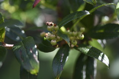 Gaultheria appressa
