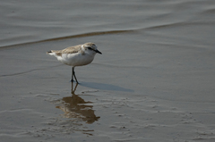 Charadrius marginatus