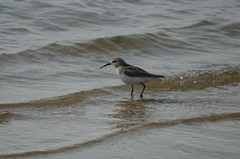 Calidris ferruginea