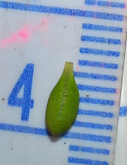 Coprosma perpusilla perpusilla