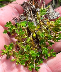 Coprosma perpusilla perpusilla