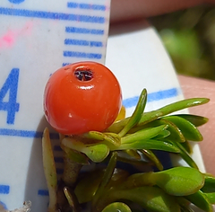 Coprosma perpusilla perpusilla