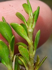 Coprosma perpusilla perpusilla
