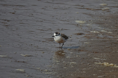 Charadrius marginatus marginatus
