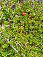 Coprosma perpusilla perpusilla