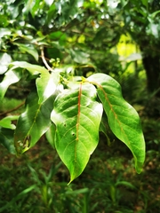 Pyrostria