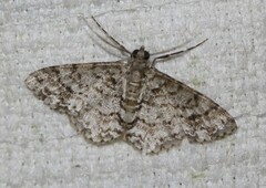 Myrioblephara desumpta