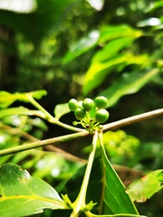 Pyrostria