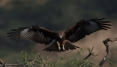 Milvus migrans