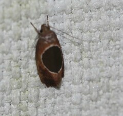 Hoplomorpha abalienella