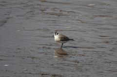 Charadrius marginatus marginatus