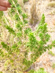 Euryops subcarnosus