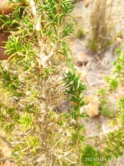 Euryops subcarnosus