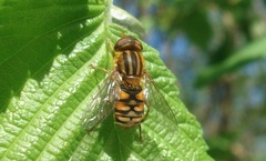 Parhelophilus