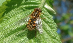 Parhelophilus