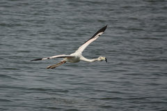 Phoenicopterus roseus