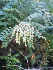 Sophora tomentosa