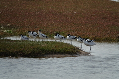 Recurvirostra avosetta