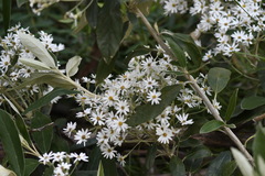 Olearia megalophylla
