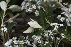 Olearia megalophylla