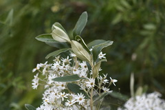 Olearia megalophylla