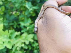 Oligodon sublineatus