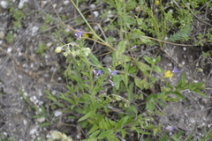 Polygala sibirica
