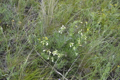 Onosma simplicissima