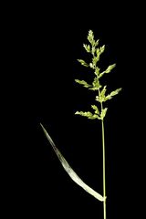 Echinochloa crus-galli
